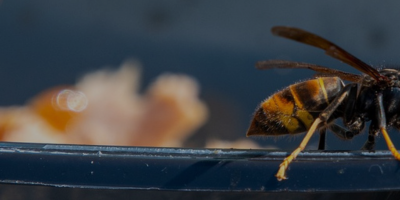 Bilan 2025 du plan de lutte contre le frelon asiatique en Bretagne