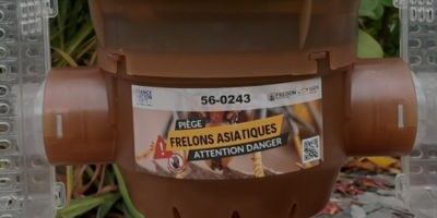 Frelon asiatique : Démarrage du piégeage des fondatrices !