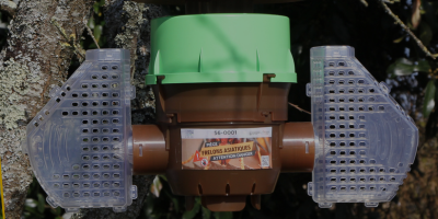 Pièges à frelons asiatiques : bien les choisir