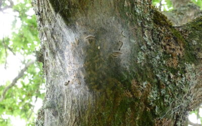 ALERTE ! Chenille processionnaire du chêne !