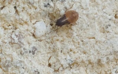 ACTUALITES : PULLULATION DE PUNAISES DES CHAMPS DANS LE MORBIHAN !