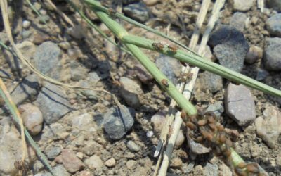 ALERTE INFORMATION : PULLULATION DE PUNAISES DES CHAMPS DANS LE MORBIHAN !